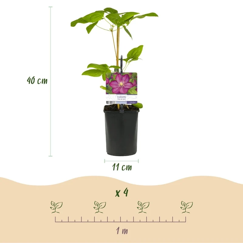 Clematis 'Ville de Lyon' | Blühfreudige Kletterpflanze – 2 Pflanzen im 11 cm Topf