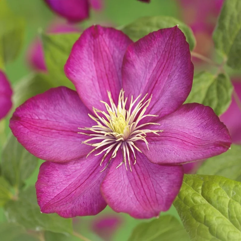 Clematis 'Ville de Lyon' | Blühfreudige Kletterpflanze – 2 Pflanzen im 11 cm Topf