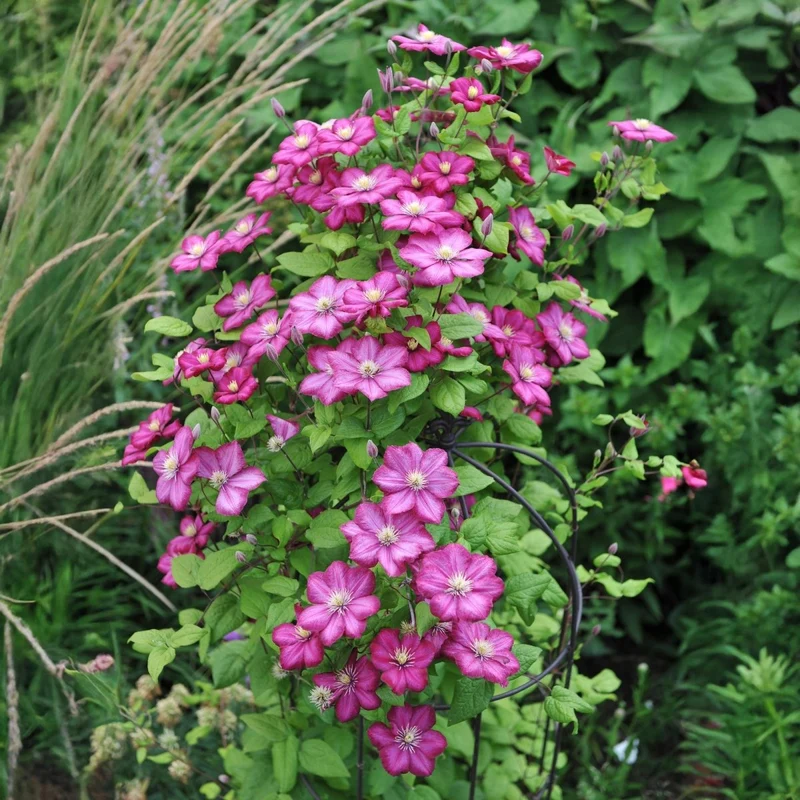 Clematis 'Ville de Lyon' | Blühfreudige Kletterpflanze – 2 Pflanzen im 11 cm Topf