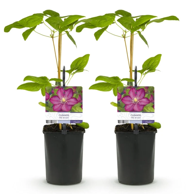 Clematis 'Ville de Lyon' | Blühfreudige Kletterpflanze – 2 Pflanzen im 11 cm Topf