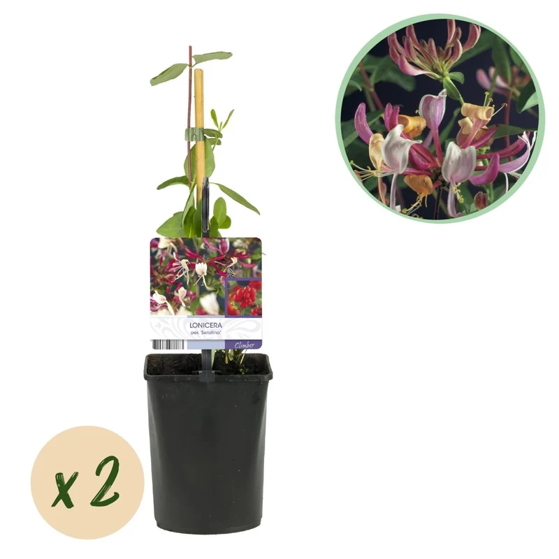 Lonicera serotina | Duftendes Geißblatt mit rosa-weißen Blüten – 2 Pflanzen im 11 cm Topf