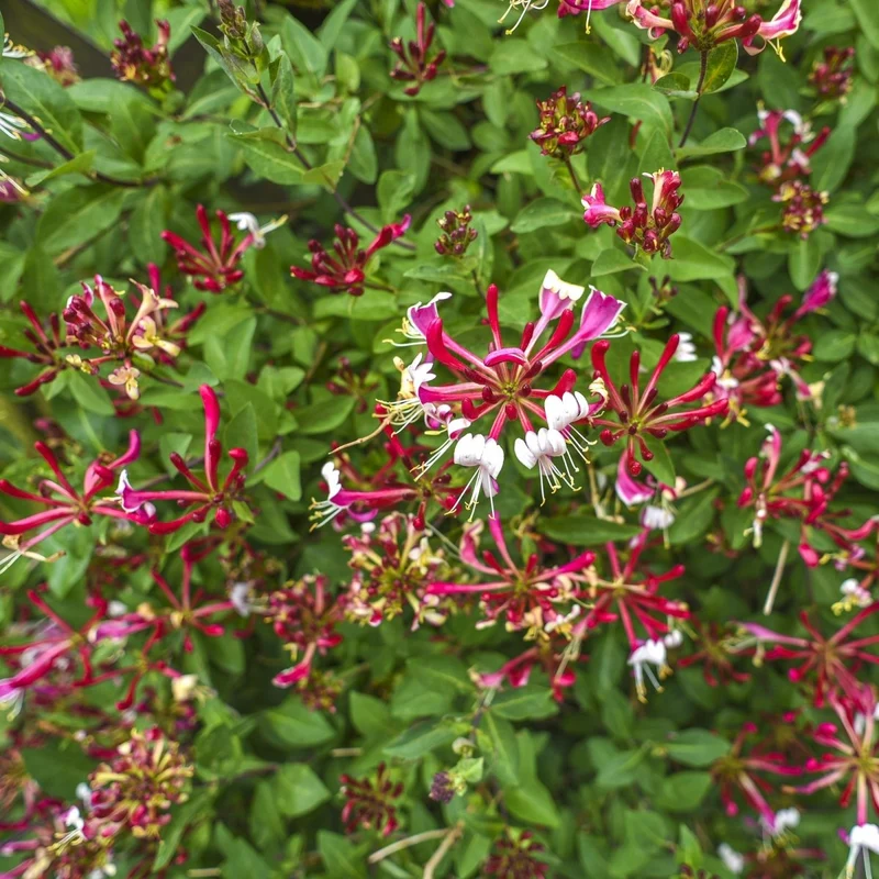 Lonicera serotina | Duftendes Geißblatt mit rosa-weißen Blüten – 2 Pflanzen im 11 cm Topf