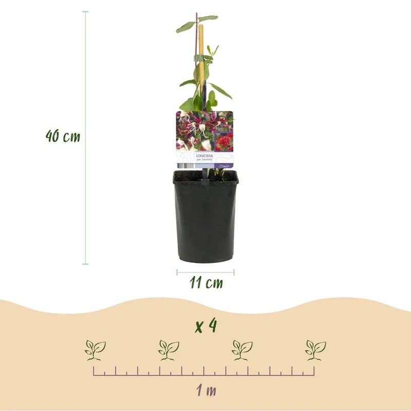Lonicera serotina | Duftendes Geißblatt mit rosa-weißen Blüten – 2 Pflanzen im 11 cm Topf