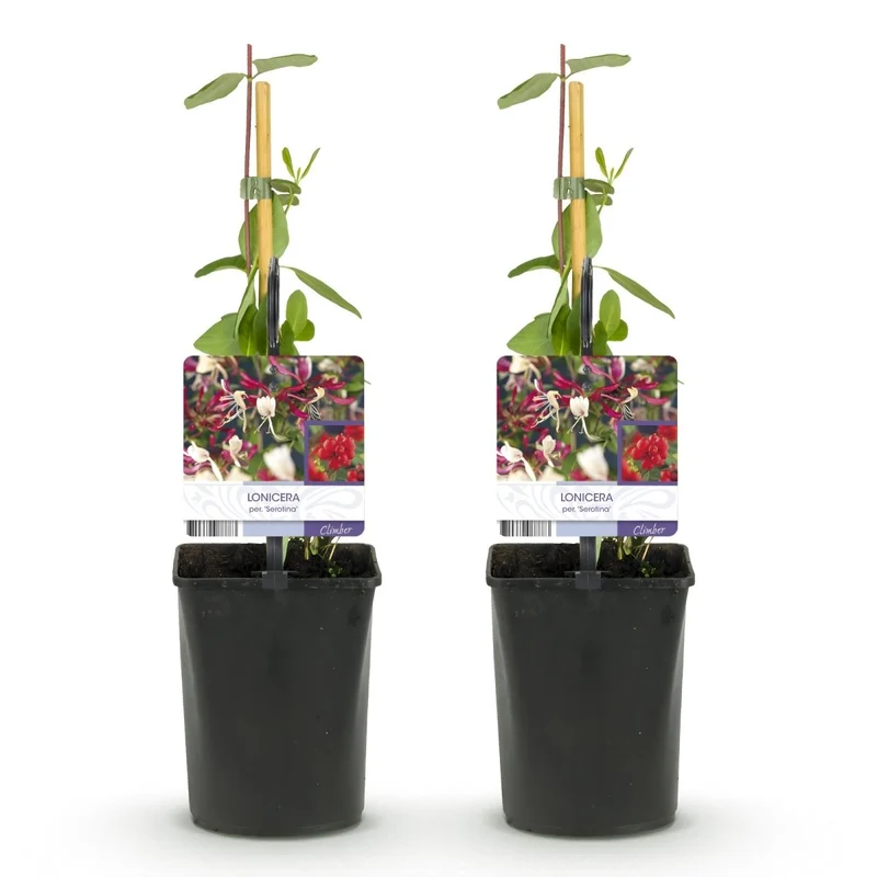 Lonicera serotina | Duftendes Geißblatt mit rosa-weißen Blüten – 2 Pflanzen im 11 cm Topf