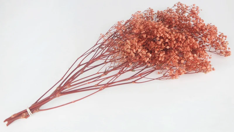 Konserviertes Schleierkraut - 1 Bund - antique pink