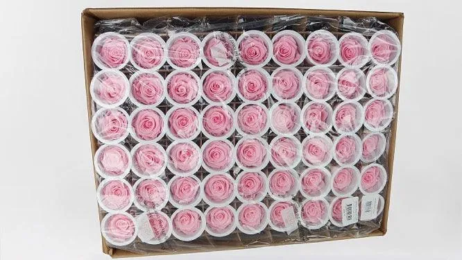Konservierte Rosen Kiara 6 cm - 1,80€/Rose Bulk 432 Stück - Bridal Pink