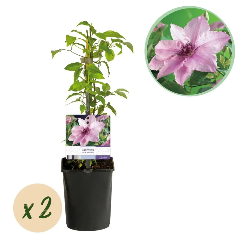 Clematis 'Pink Fantasy' | Blühfreudige Kletterpflanze – 2 Pflanzen im 11 cm Topf