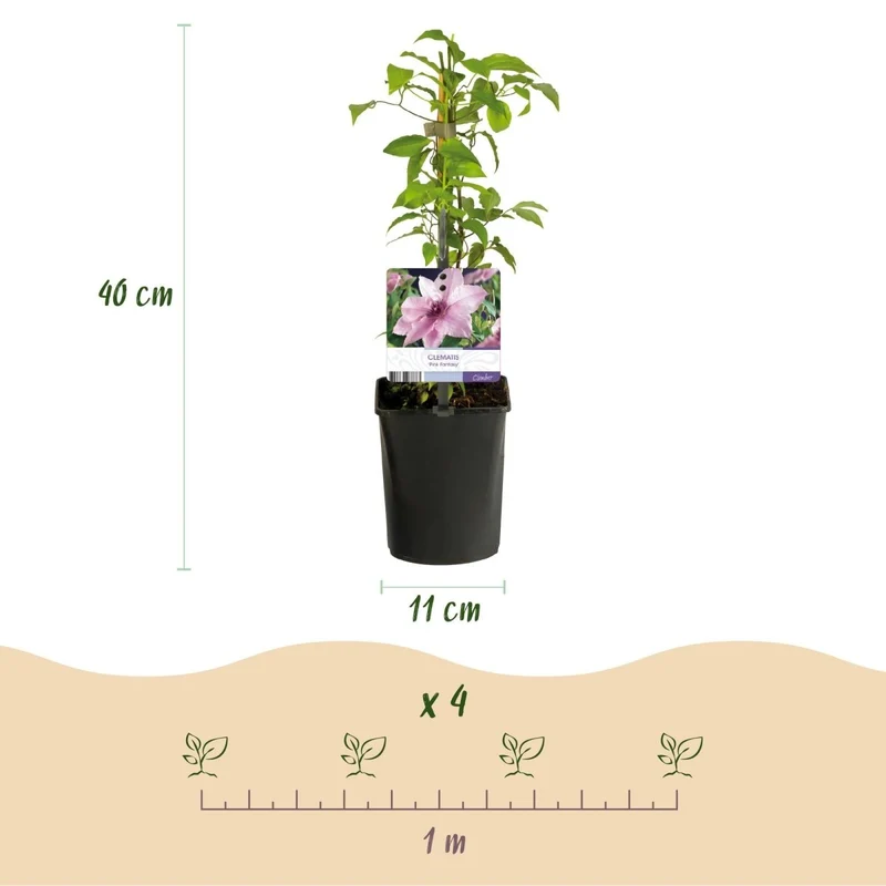 Clematis 'Pink Fantasy' | Blühfreudige Kletterpflanze – 2 Pflanzen im 11 cm Topf