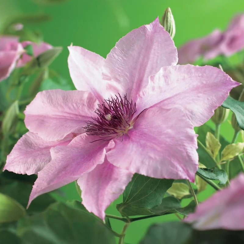 Clematis 'Pink Fantasy' | Blühfreudige Kletterpflanze – 2 Pflanzen im 11 cm Topf