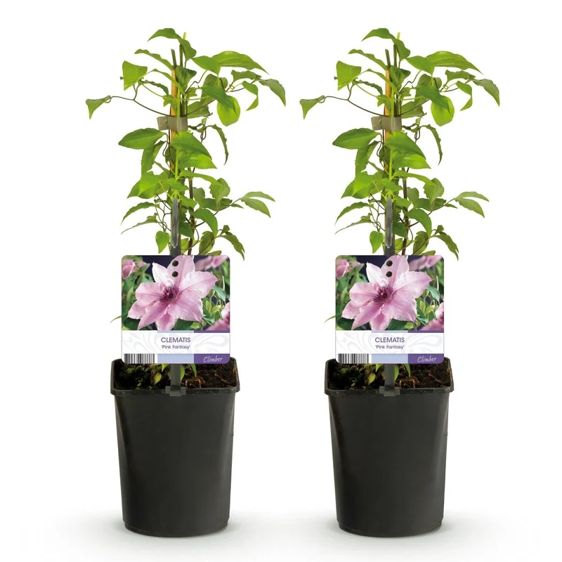 Clematis 'Pink Fantasy' | Blühfreudige Kletterpflanze – 2 Pflanzen im 11 cm Topf