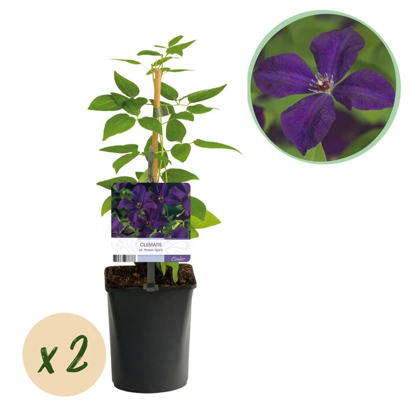 Clematis viticella 'Polish Spirit' | Blühfreudige Kletterpflanze – 2 Pflanzen im 11 cm Topf