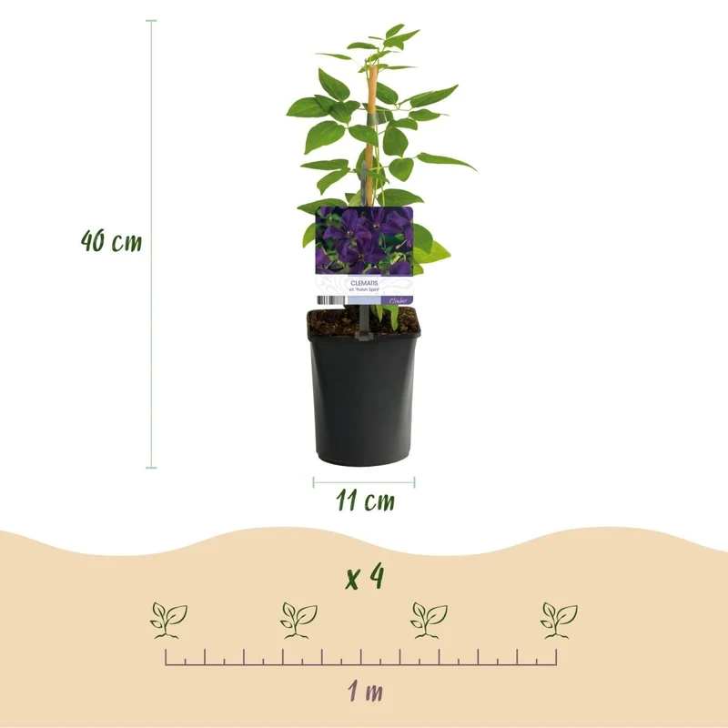 Clematis viticella 'Polish Spirit' | Blühfreudige Kletterpflanze – 2 Pflanzen im 11 cm Topf