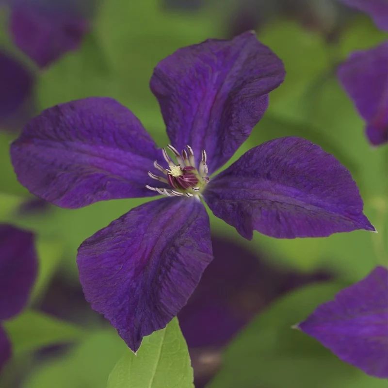 Clematis viticella 'Polish Spirit' | Blühfreudige Kletterpflanze – 2 Pflanzen im 11 cm Topf