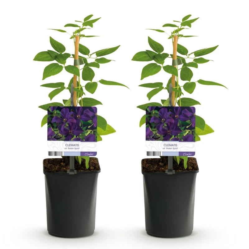 Clematis viticella 'Polish Spirit' | Blühfreudige Kletterpflanze – 2 Pflanzen im 11 cm Topf
