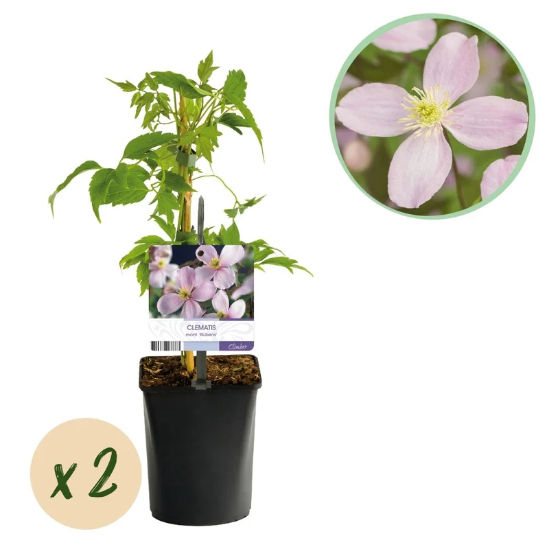 Clematis montana 'Rubens' | Frühblühende Kletterpflanze – 2 Pflanzen im 11 cm Topf
