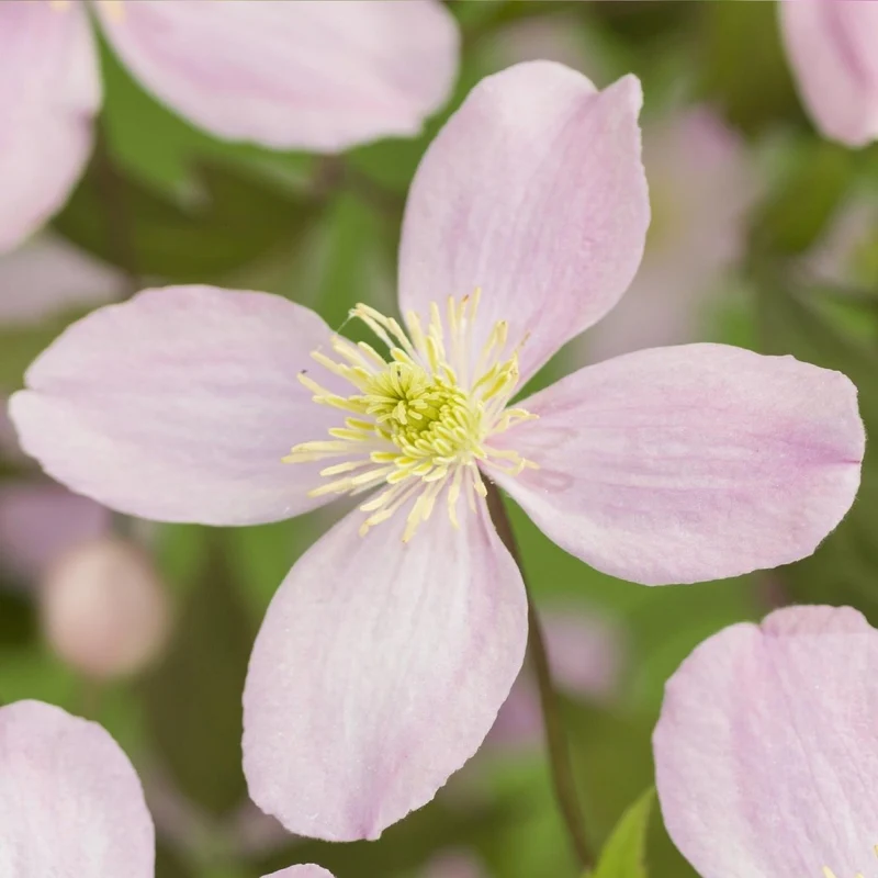 Clematis montana 'Rubens' | Frühblühende Kletterpflanze – 2 Pflanzen im 11 cm Topf