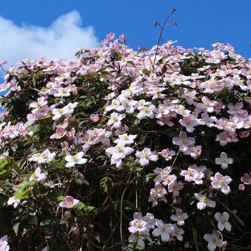 Clematis montana 'Rubens' | Frühblühende Kletterpflanze – 2 Pflanzen im 11 cm Topf
