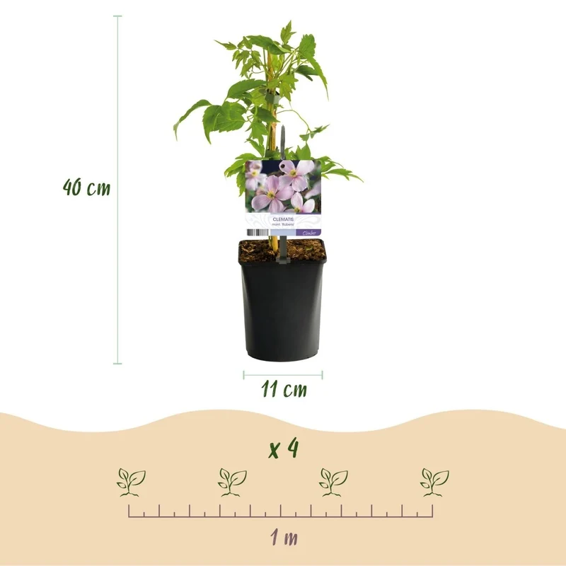 Clematis montana 'Rubens' | Frühblühende Kletterpflanze – 2 Pflanzen im 11 cm Topf