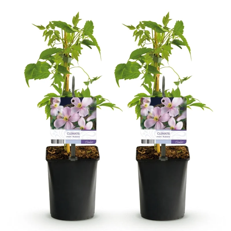 Clematis montana 'Rubens' | Frühblühende Kletterpflanze – 2 Pflanzen im 11 cm Topf
