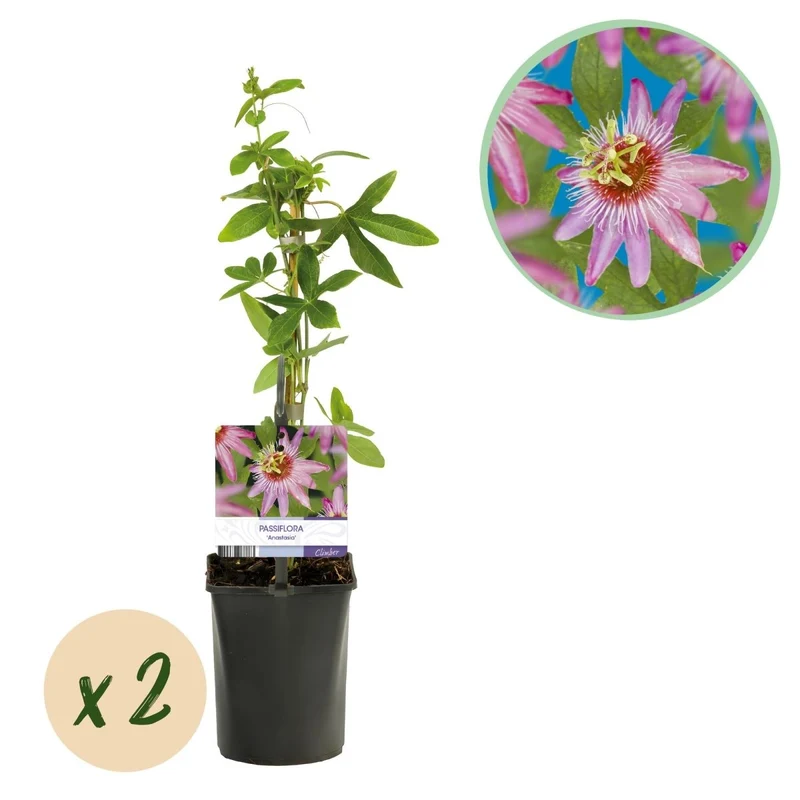 Passiflora 'Anastasia' | Exotische Passionsblume mit tropischen Blüten