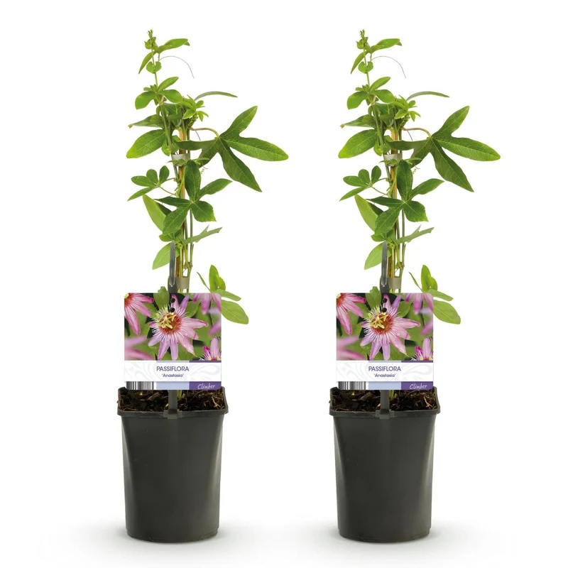 Passiflora 'Anastasia' | Exotische Passionsblume mit tropischen Blüten