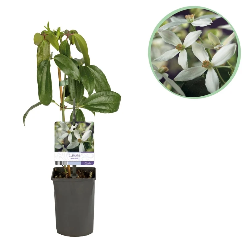 Clematis armandii | Immergrüne Clematis mit duftenden Frühlingsblüten