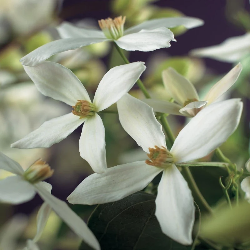 Clematis armandii | Immergrüne Clematis mit duftenden Frühlingsblüten