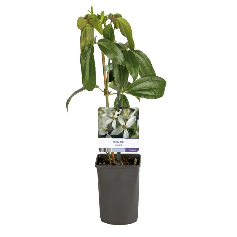 Clematis armandii | Immergrüne Clematis mit duftenden Frühlingsblüten