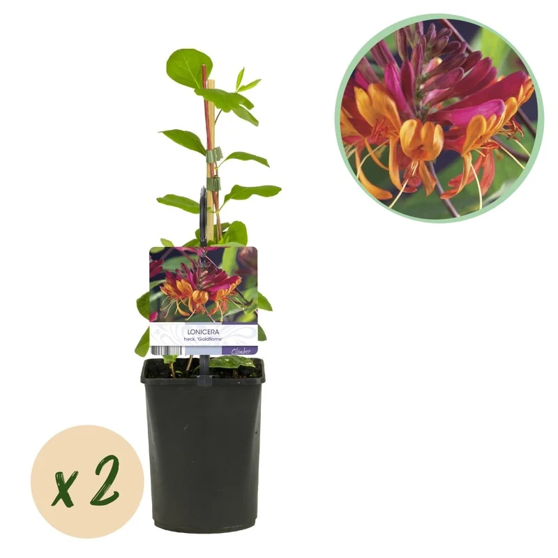 Lonicera heckrottii 'Goldflame' | Duftendes Geißblatt mit orange-gelben Blüten