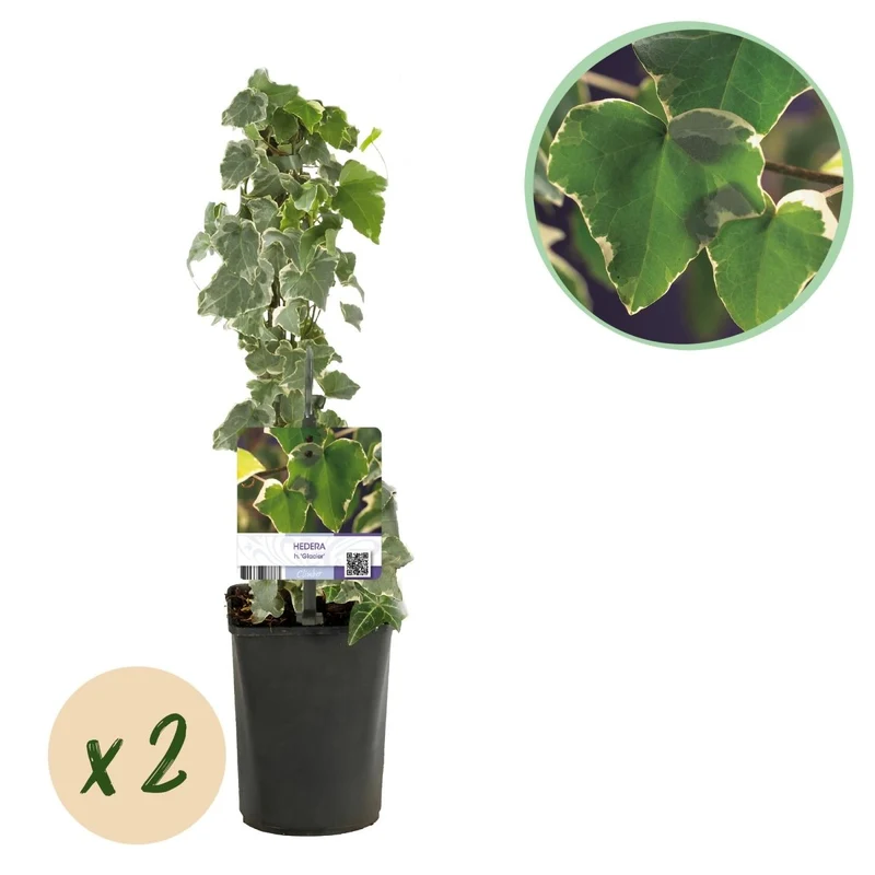 Hedera helix 'Glacier' | Immergrüner Efeu – Pflegeleicht & dekorativ für Innen & Außen