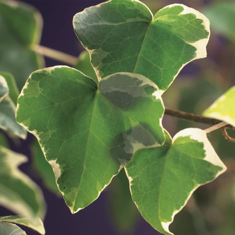 Hedera helix 'Glacier' | Immergrüner Efeu – Pflegeleicht & dekorativ für Innen & Außen