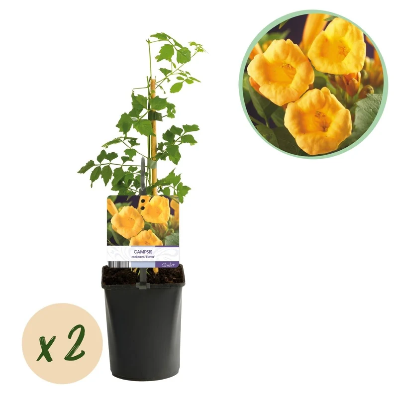 Campsis radicans 'Flava' | Goldgelbe Trompetenblume – Winterharte Kletterpflanze