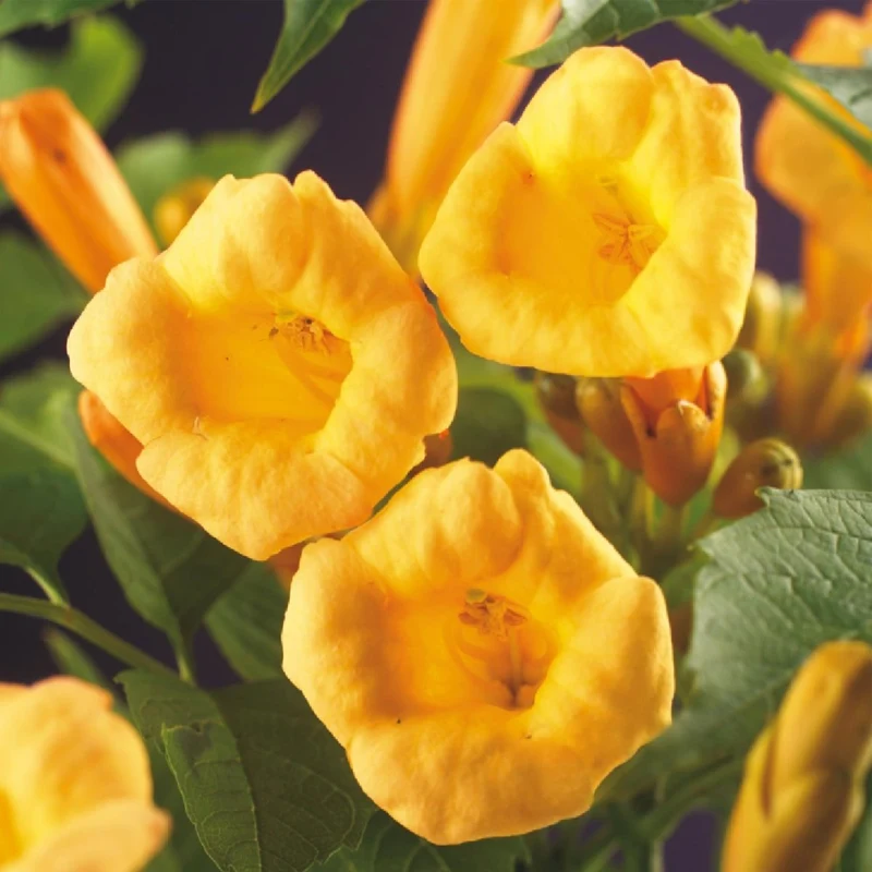 Campsis radicans 'Flava' | Goldgelbe Trompetenblume – Winterharte Kletterpflanze