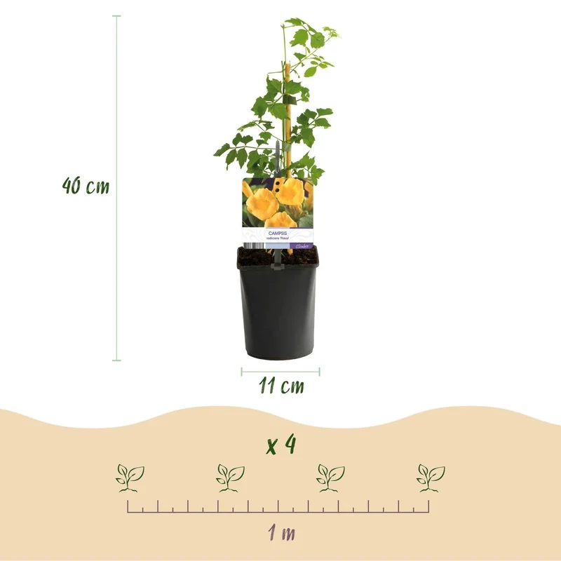 Campsis radicans 'Flava' | Goldgelbe Trompetenblume – Winterharte Kletterpflanze