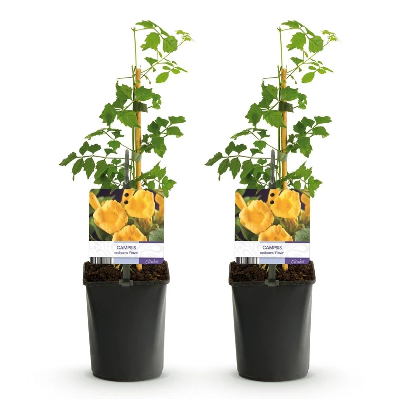 Campsis radicans 'Flava' | Goldgelbe Trompetenblume – Winterharte Kletterpflanze