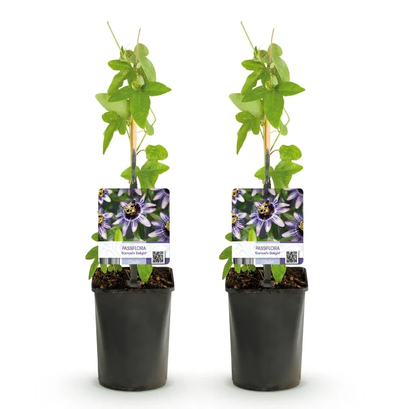 Passionsblume Passiflora Damsel’s Delight | Lila-weiße Blüten – 2 Pflanzen 40 cm Ø11 cm Topf