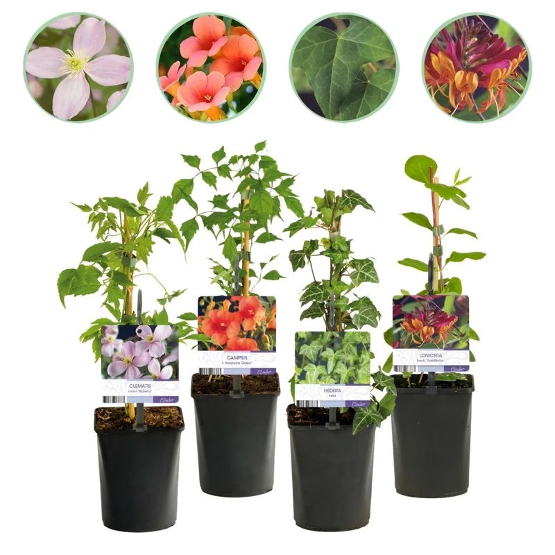 Kletterpflanzen-Mix kaufen – Clematis, Efeu, Geißblatt & Trompetenblume | Blüte Mai–September