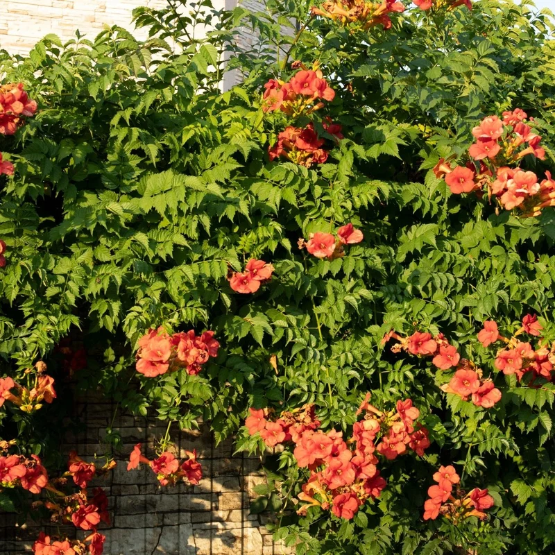 Kletterpflanzen-Mix kaufen – Clematis, Efeu, Geißblatt & Trompetenblume | Blüte Mai–September