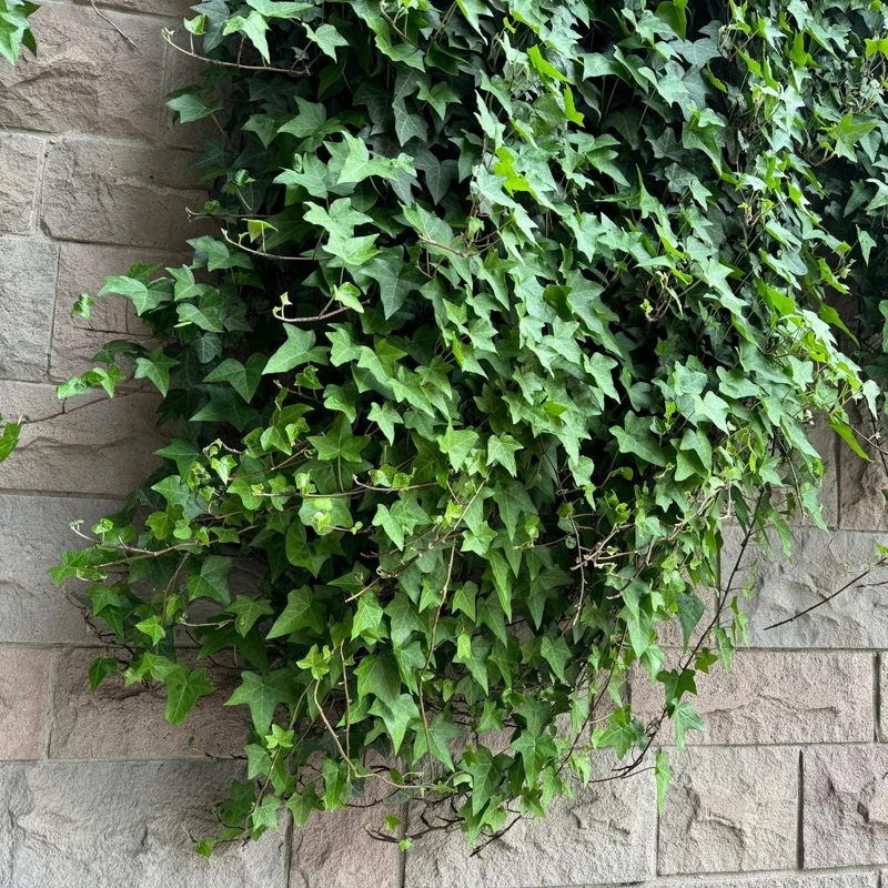 Kletterpflanzen-Mix kaufen – Clematis, Efeu, Geißblatt & Trompetenblume | Blüte Mai–September