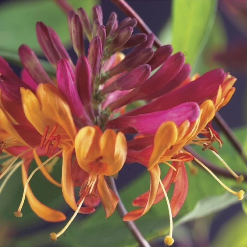 Kletterpflanzen-Mix kaufen – Clematis, Efeu, Geißblatt & Trompetenblume | Blüte Mai–September