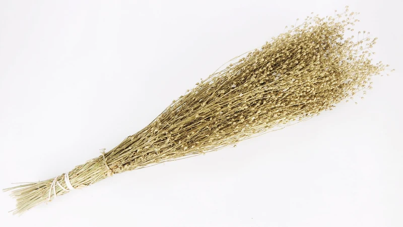 Lepidium Atraxa - 1 Bund - Gold