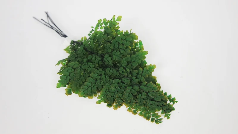 Adianthum Lutti Farn konserviert Premium - 6 Stiele - Grün