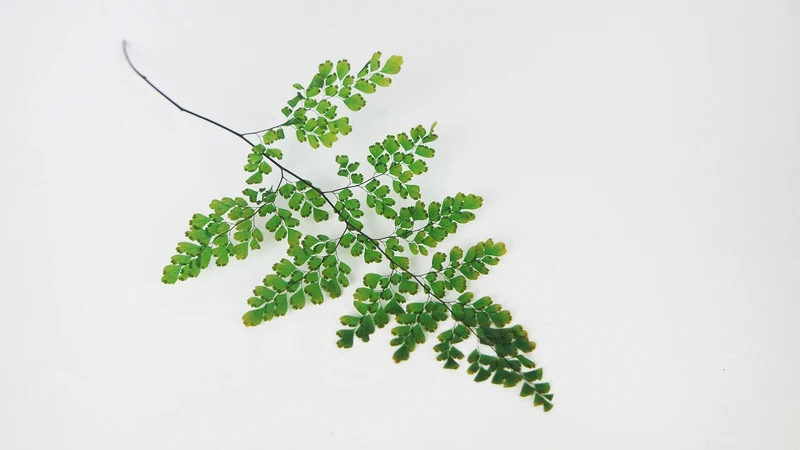 Adianthum Lutti Farn konserviert Premium - 6 Stiele - Grün