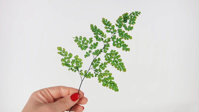 Adianthum Lutti Farn konserviert Premium - 6 Stiele - Grün