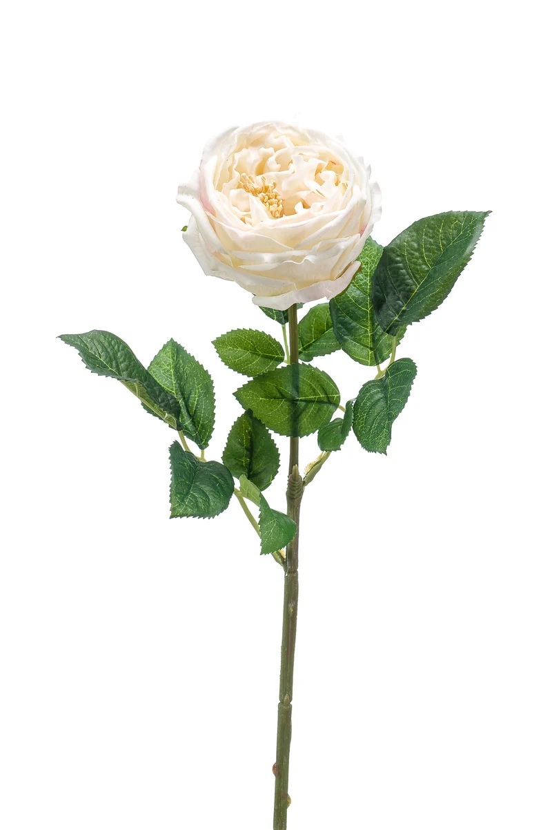 Englische Rose künstlich 60 cm - 1 Stiel - Creme