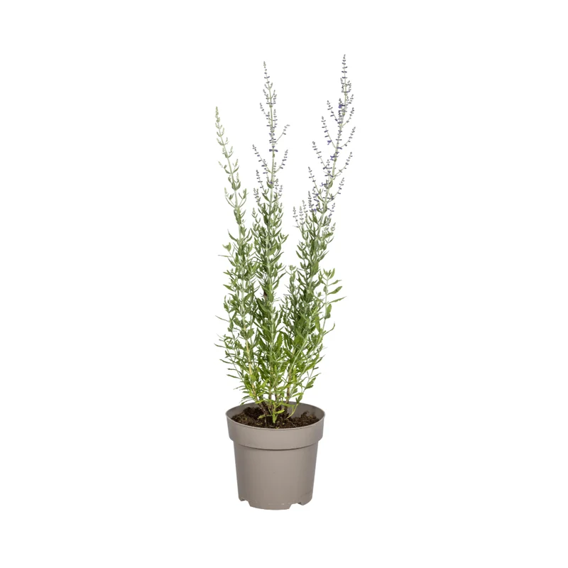 Blauraute – Perovskia atriplicifolia online kaufen | Blau, Bienenfreundlich & Pflegeleicht – Wurzelwerk Design