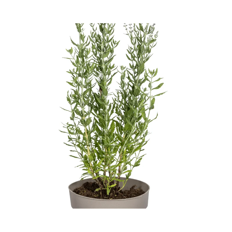 Blauraute – Perovskia atriplicifolia online kaufen | Blau, Bienenfreundlich & Pflegeleicht – Wurzelwerk Design