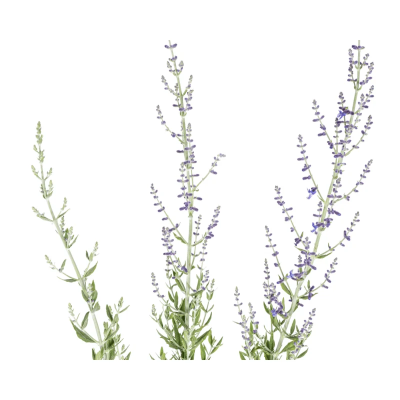 Blauraute – Perovskia atriplicifolia online kaufen | Blau, Bienenfreundlich & Pflegeleicht – Wurzelwerk Design