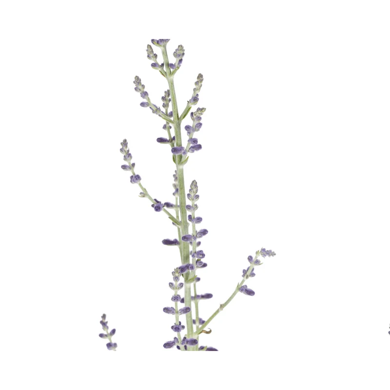 Blauraute – Perovskia atriplicifolia online kaufen | Blau, Bienenfreundlich & Pflegeleicht – Wurzelwerk Design