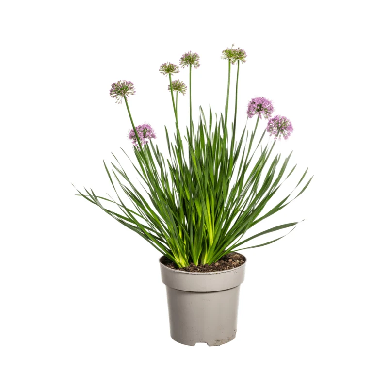 Allium ‘Millenium’ – Zierlauch im Ø19 cm Topf | Bienenfreundlich & pflegeleicht